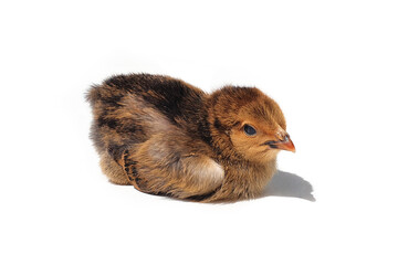 Small brown chicken lying isolated on white background.