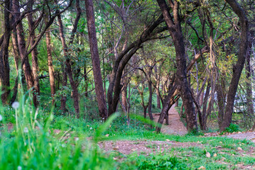 spring in the forest