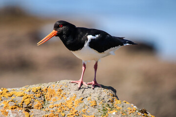 Closeup shot of an eurasian oystercatcher perched on a rock