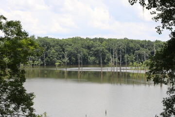 Obraz premium lake in the forest