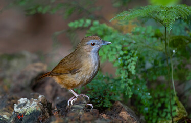 small brown bird in nature Brown cheeked Fulvetta