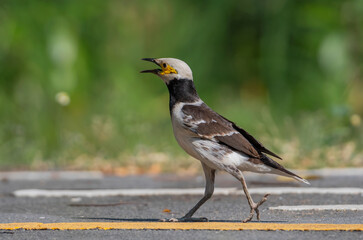 black and white birds in nature Black collared starling