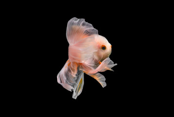 goldfish isolated on black background