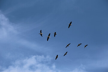 Zugvögel am Blauen Himmel im Frühling