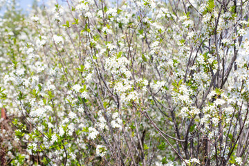Blooming sakura cherry background, spring white tree flowers. Selective focus, blurred flower texture background.