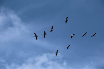 Zugvögel am Blauen Himmel im Frühling