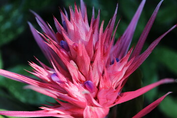 Flor de Aechmea Fasciata encontrada en el parque cerca de Sintra