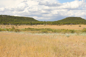 Fototapeta premium Brown Field