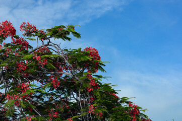 The photo shows an exotic Tahiti Poinciana flowers. It grows on Caribbean island