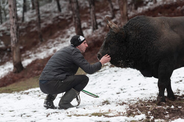 Fighter Bull whispers, A man who training a bull on a snowy winter day in a forest meadow and...