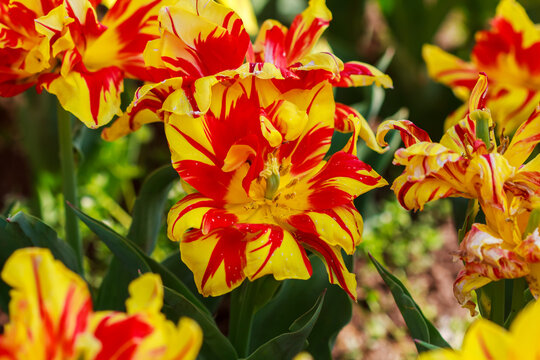 Close-up shot of beautiful tulip Monsella flowers under the sunlight