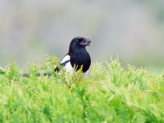 Gazza mangia una bacca