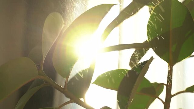 Female's hands wipe green ficus leaves with a damp cloth. Sun glare sunset in window on the background. The concept of home gardening and flower growing. Close-up. Slow motion