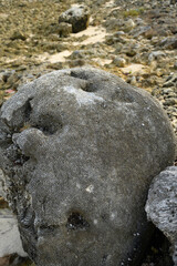 Reef stone on atlantic coast in Dominican Republic