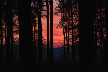 Red Sunset with Forrest silhouetted