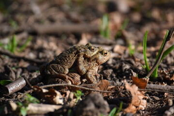 a pair of European common toads mating in the grass