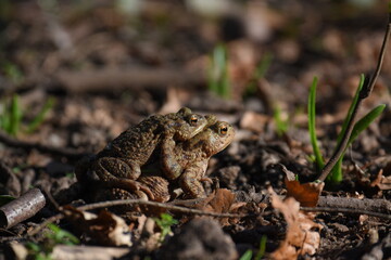 a pair of European common toads mating in the grass