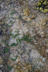 Reef surface, sea mushrooms. Marine animals on water