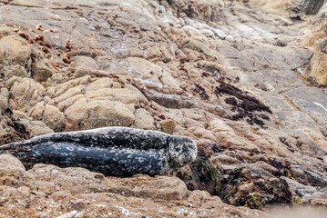 Common Seal (Phoca vitulina) in Bodega Bay, California, USA