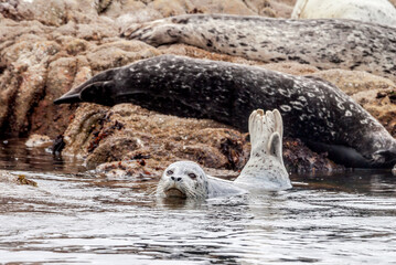 Common Seal (Phoca vitulina) in Bodega Bay, California, USA © Nick Taurus