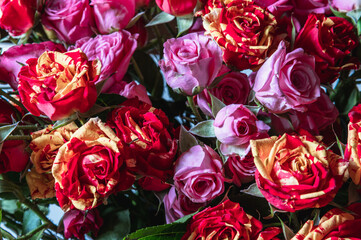 Bouquet of multi-colored roses close-up.Selective focus.Flower background.