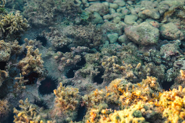 Fototapeta na wymiar Sea urchins at low tide in the Dominican Republic