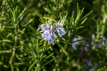 ローズマリーの花