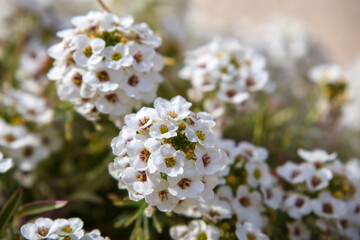 アリッサムのたくさんの白い小さい花