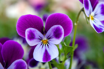 Obraz premium 紫色のビオラ