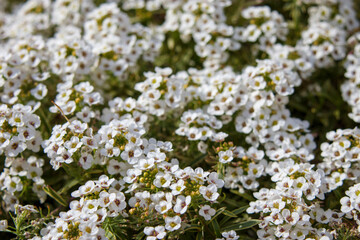 アリッサムのたくさんの白い小さい花