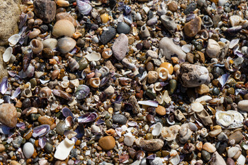 Beach background with stones, shells and seaweed