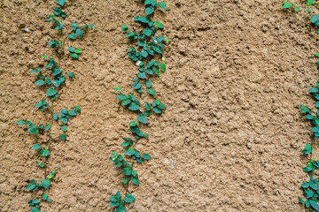 blurred background of rugged concrete wall with leaves creeping up on walls and growing naturally is ideal for designers who want textures on natural surface and free space for text.