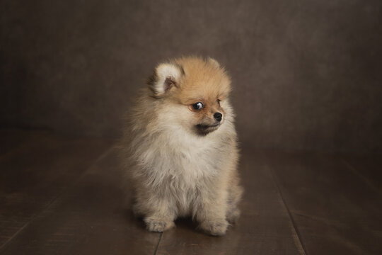Cute Pomeranian (Spitz) dog looking weird in a brown room