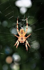 a cross spider in its web seen from below against dark green background