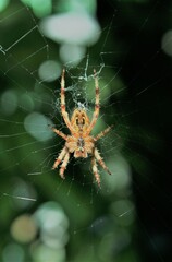 a cross spider in its web seen from below against dark green background