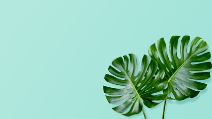 Naklejka na ściany i meble Monstera leaves with a space for a text on green background