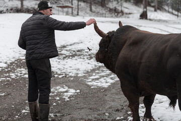 Fighter Bull whispers, A man who training a bull on a snowy winter day in a forest meadow and...