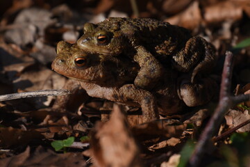 a pair of European common toads mating in the grass