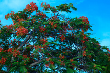 The photo shows an exotic Tahiti Poinciana flowers. It grows on Caribbean island