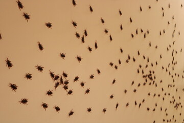 backgrounds, cockroaches on the wall