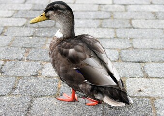 a mallard duck walks across a walkway