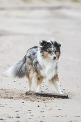 Blue merle shetland sheepdog standing and sniffing near wood stick on shoreside ground.