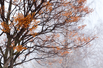 Obraz premium Selective focus view of red maple seeds and branches seen in dense fog during a late winter morning, Quebec City, Quebec, Canada