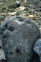 Reef stone on atlantic beach in Dominican Republic
