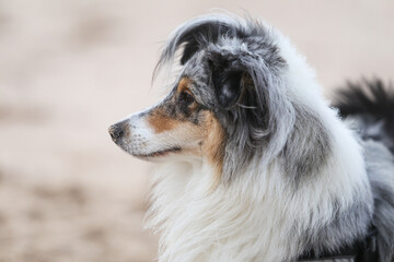 Close up view of blue merle shetland sheepdog sheltie portrait.