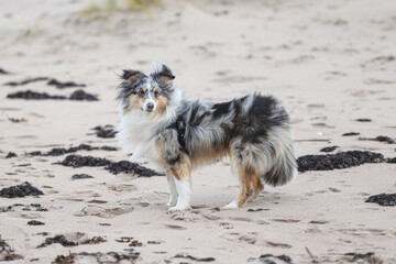 Blue merle shetland sheepdog sheltie running around in seaside sand.
