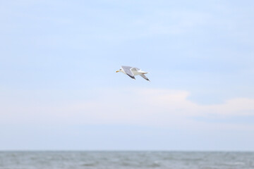 Fototapeta premium Single seabird flying near balticm sea shore in the sky.