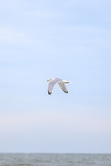 Fototapeta na wymiar Single seabird flying near balticm sea shore in the sky.