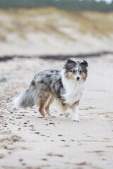 Blue merle shetland sheepdog walking near baltic sea on sand.