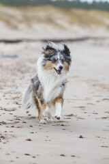 Blue merle shetland sheepdog walking near baltic sea on sand.
